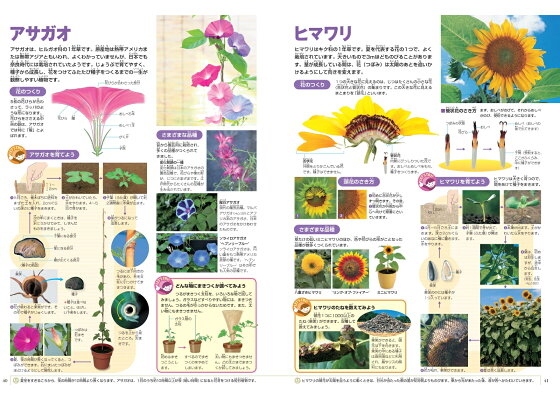 楽天ブックス 小学館の図鑑neo 新版 植物 Dvdつき 門田 裕一 本 楽天ブックス 小学館の図鑑neo 新版 植物 Dvdつき 門田 裕一 本